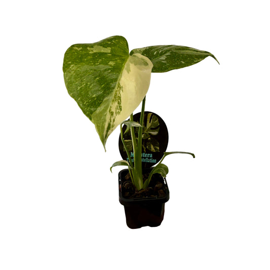 Monstera Thai Constellation 7cm Pot