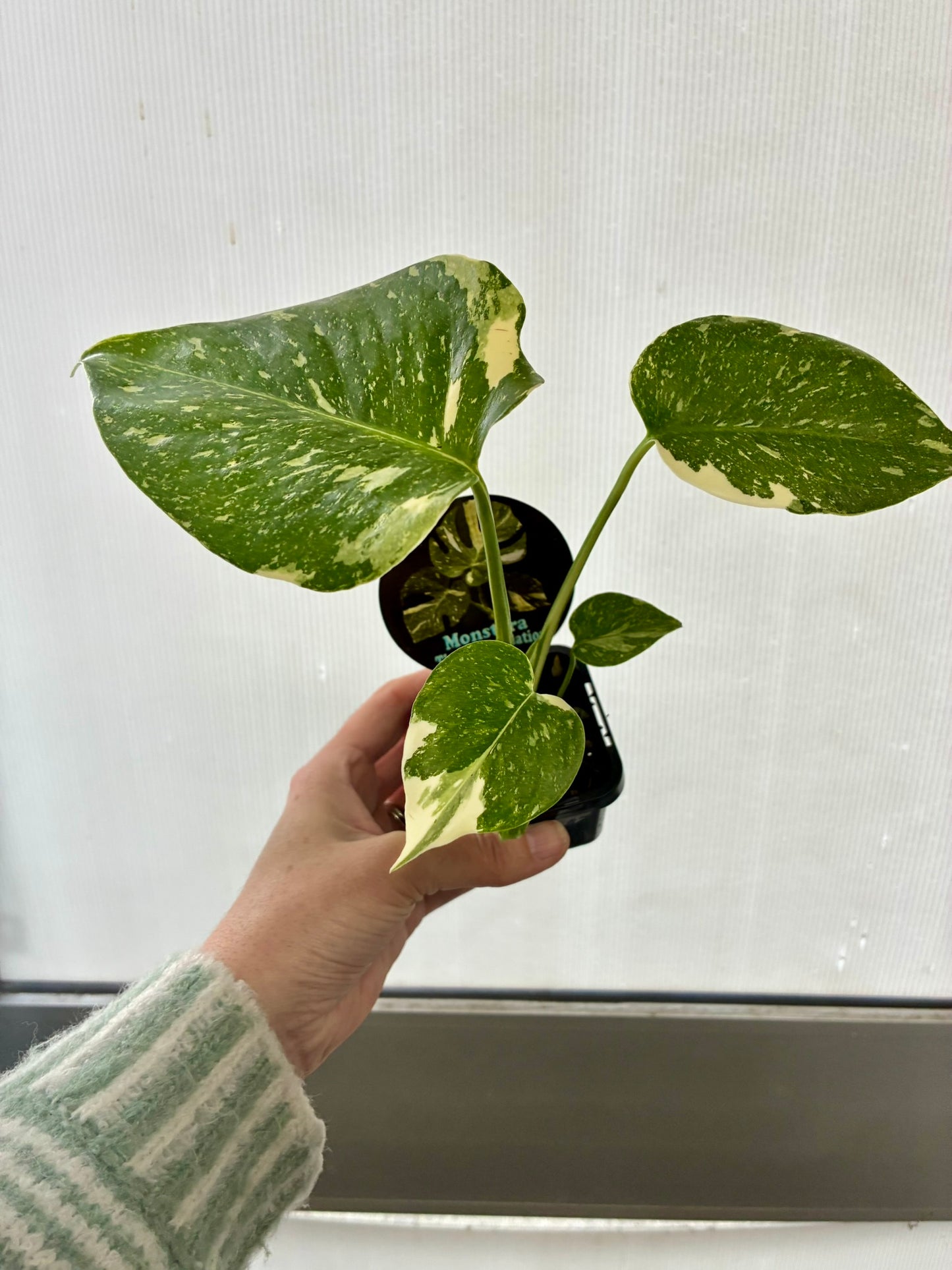 Monstera Thai Constellation 7cm Pot