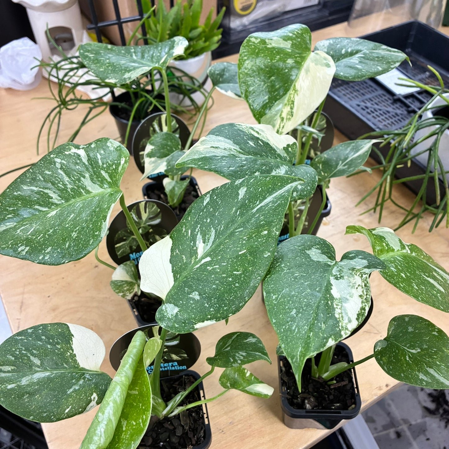 Monstera Thai Constellation 7cm Pot