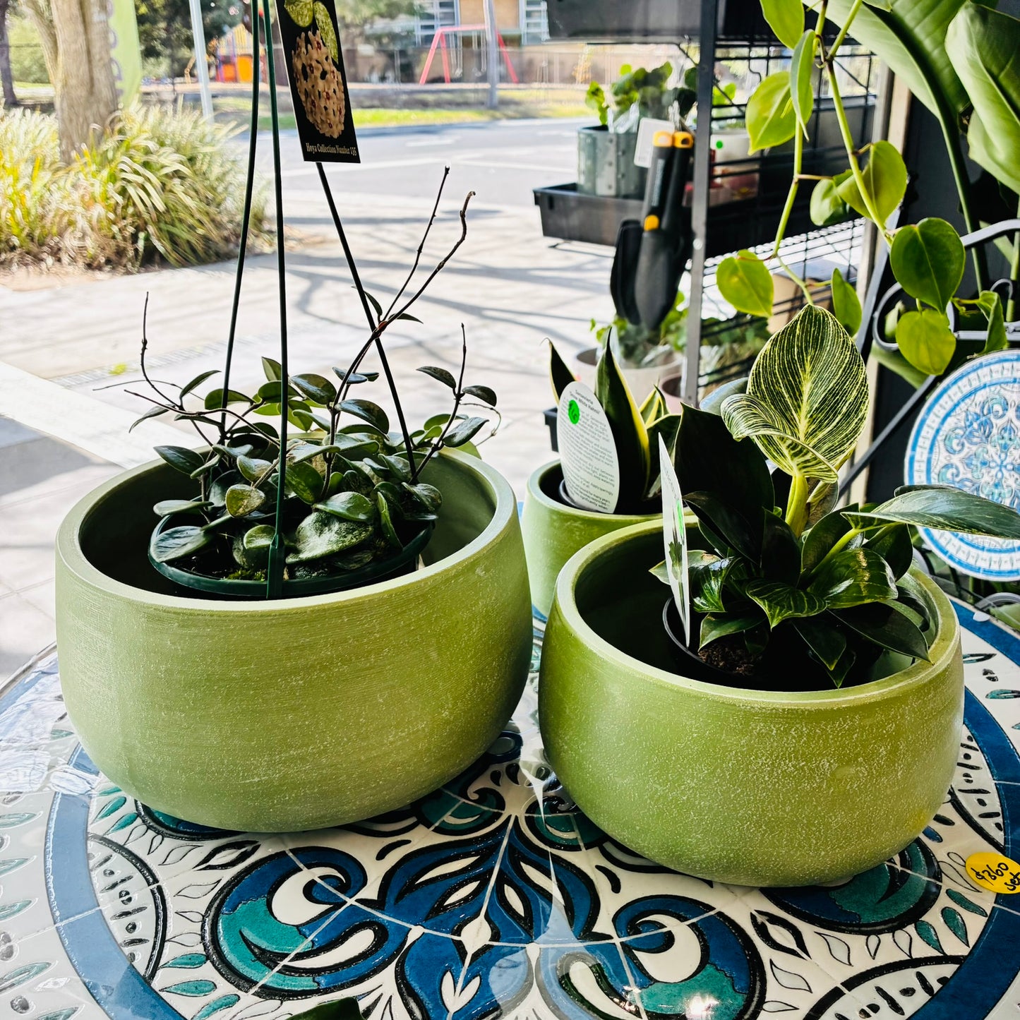 Aloe Bowl Sage - 3 sizes
