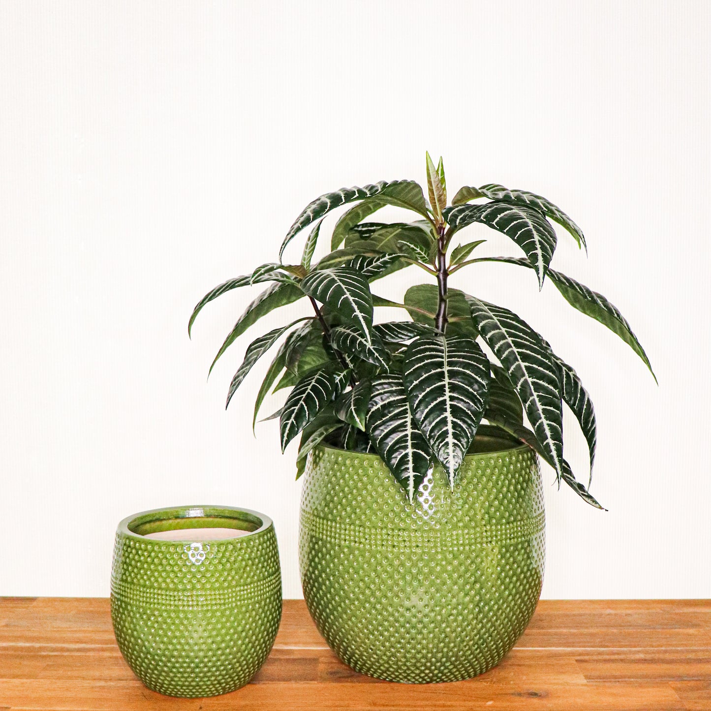 Aya Egg Pots S/3 - Green