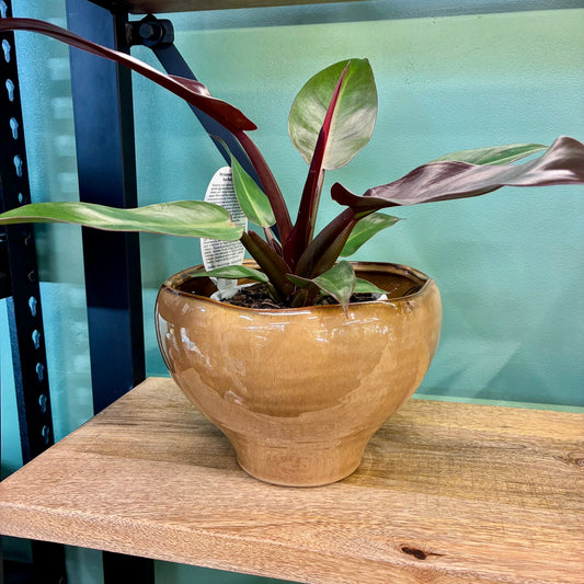 Kero Pot - Macchiato