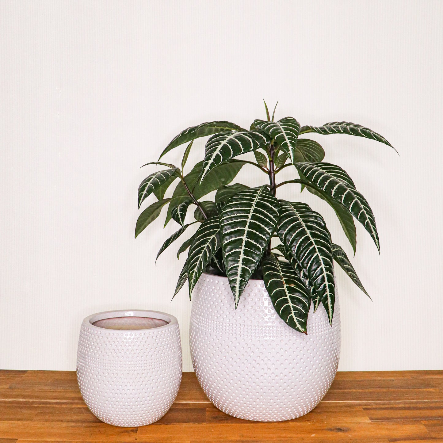 Aya Egg Pots S/3 - White