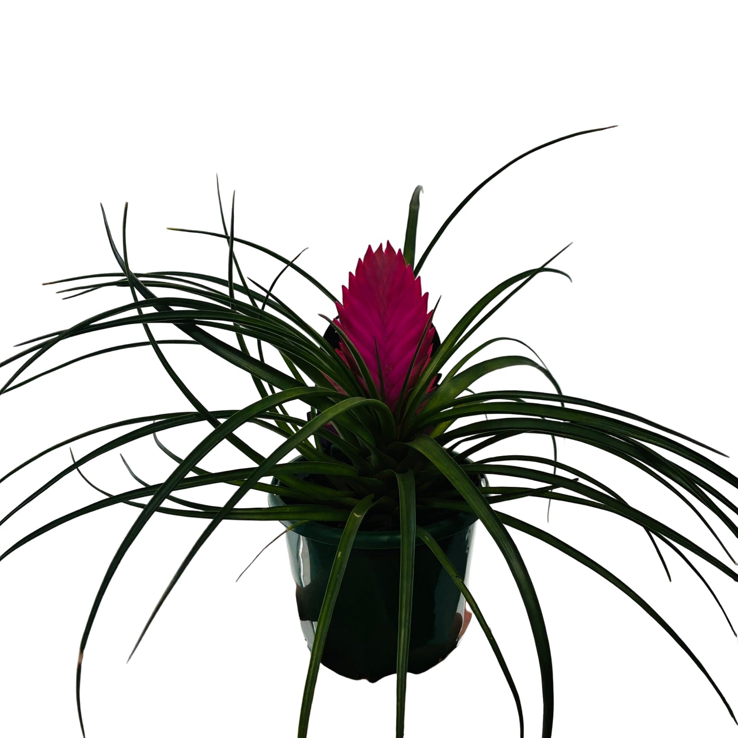 Tillandsia Cyanea 'Paradise' 11cm - Pink Quill