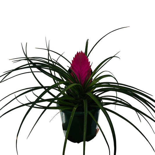 Tillandsia Cyanea 'Paradise' 11cm - Pink Quill