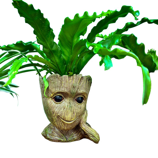‘Groot’ Planter with plant