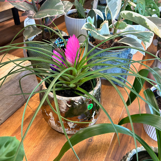 Tillandsia Cyanea 'Paradise' 11cm - Pink Quill