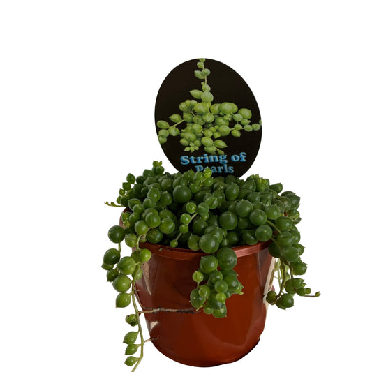 String of Pearls 10cm Pot