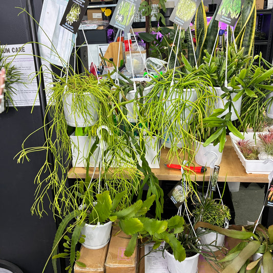 Rhipsalis Various 13cm