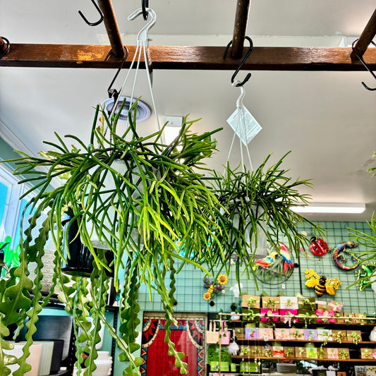 Rhipsalis Various 13cm