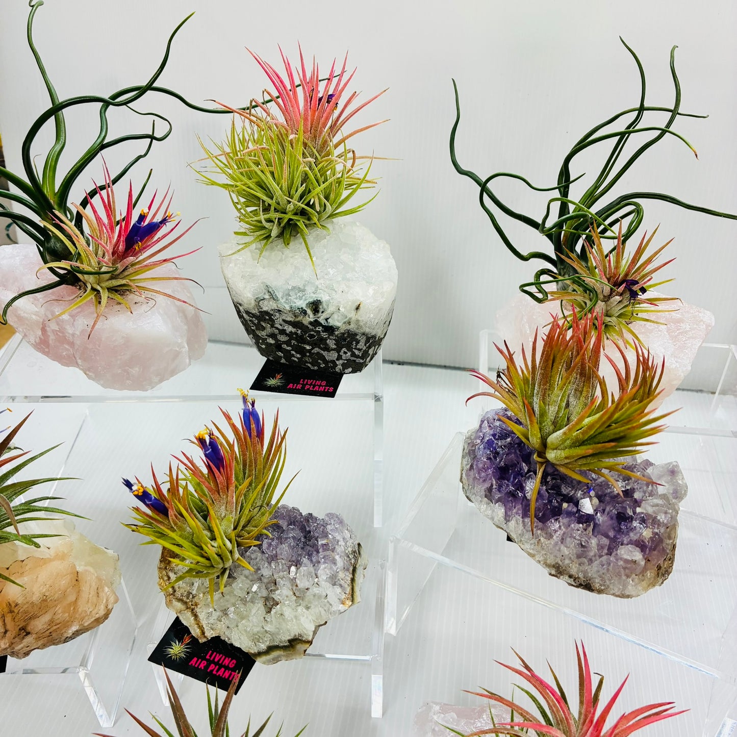 Air Plants/Tillandsia on Crystal