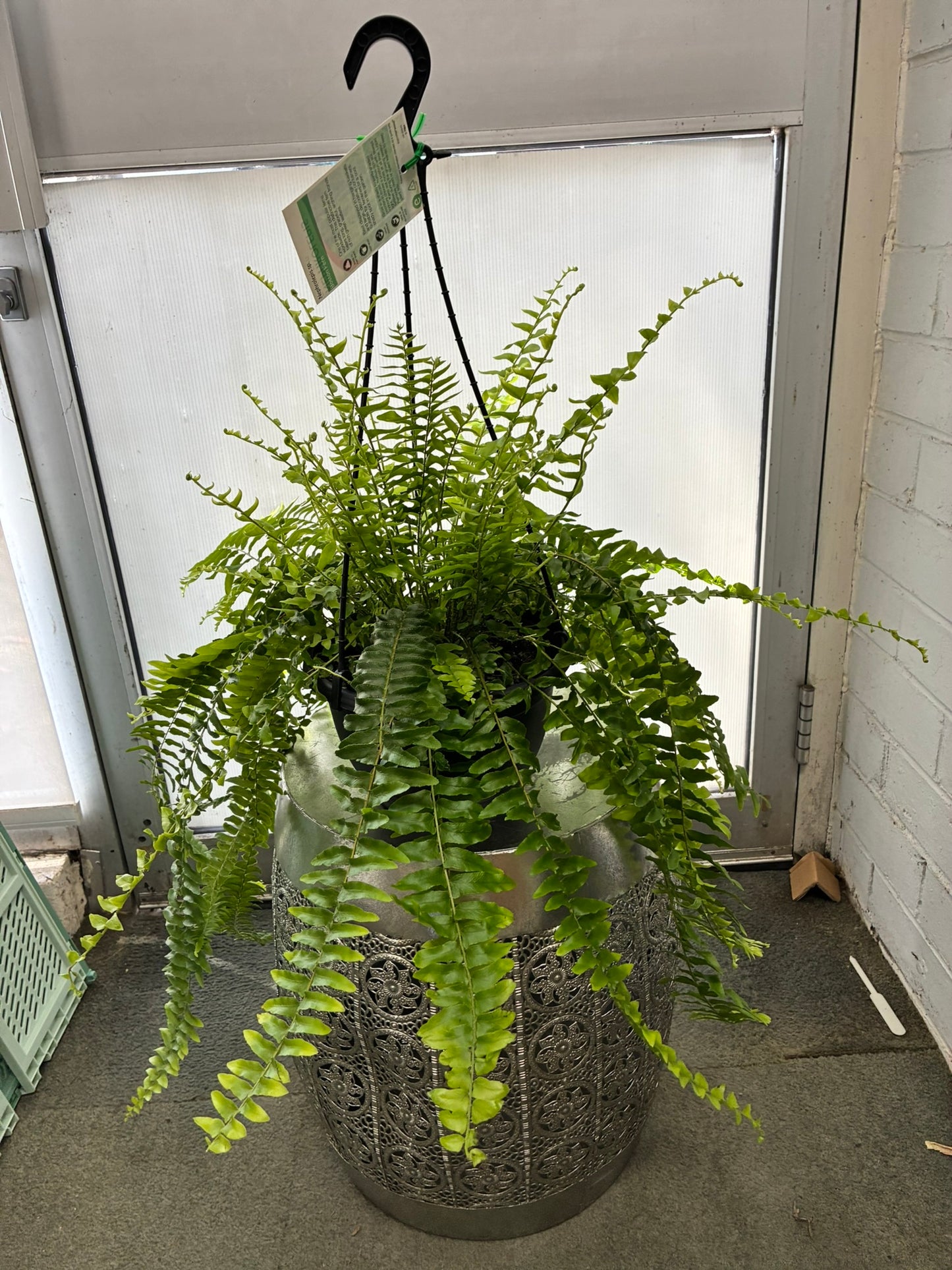 Boston Fern 20cm hanger (dome pot)