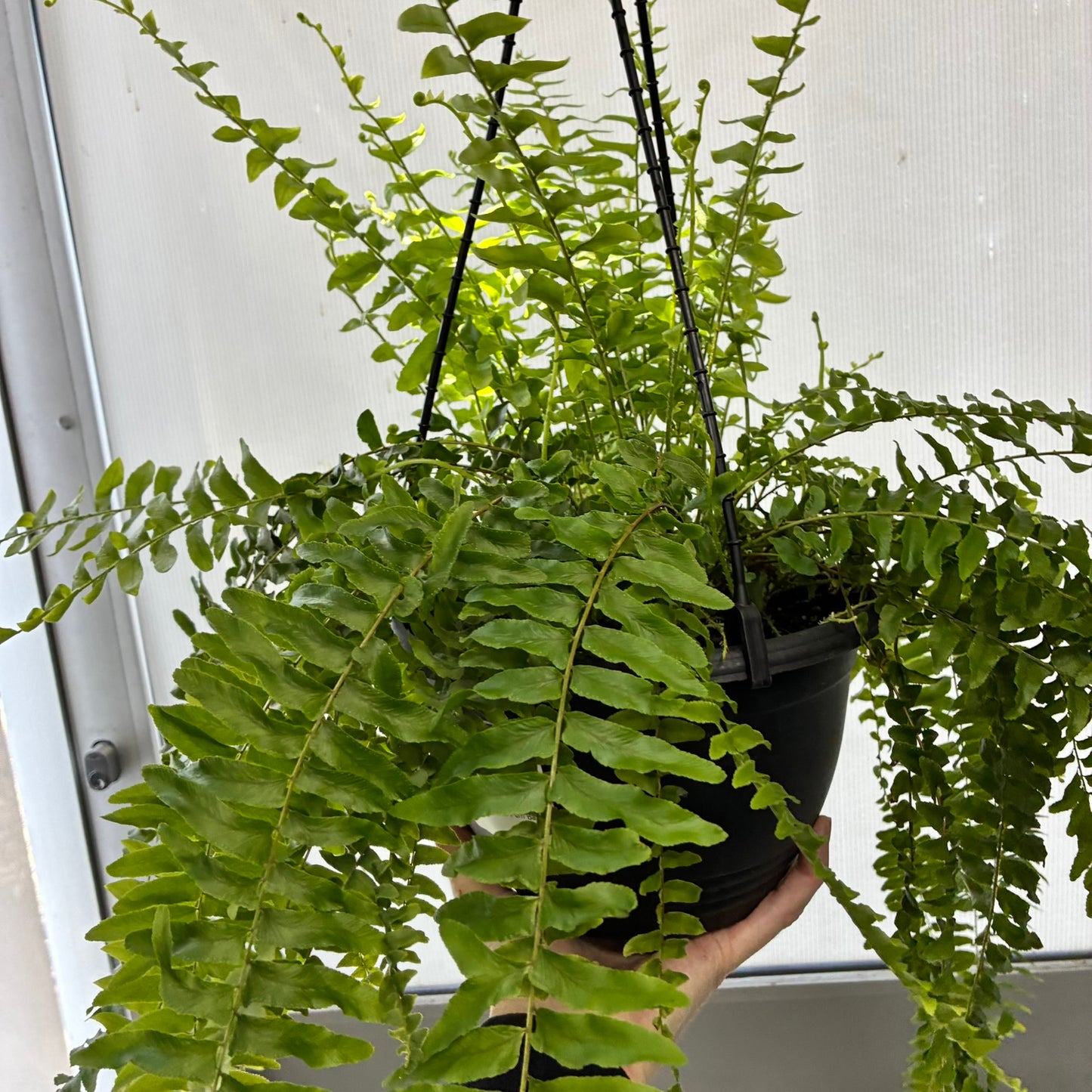 Boston Fern 20cm hanger (dome pot)