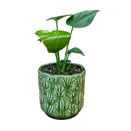 Cactus Planter Green 15cm