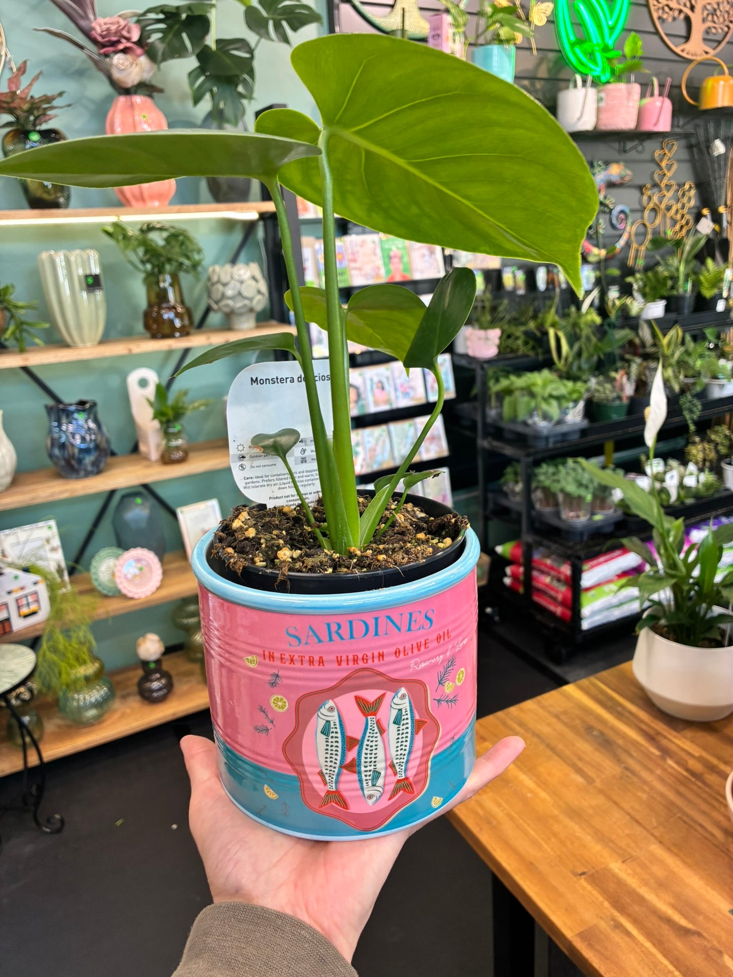 Sardines Can Planter Pink 12cm