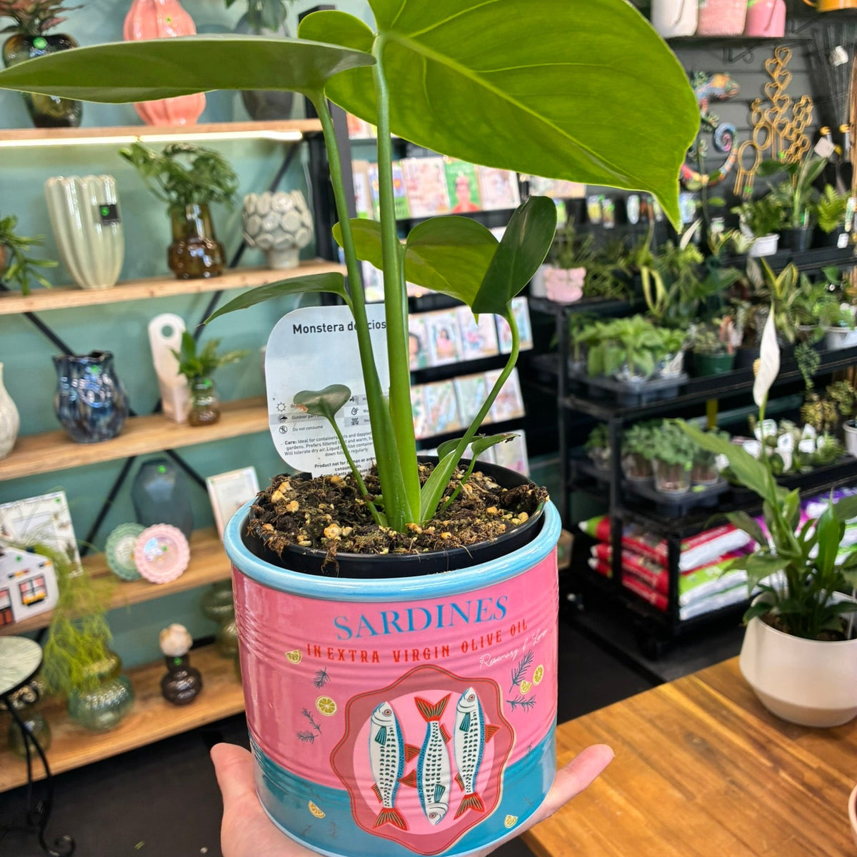Sardines Can Planter Pink