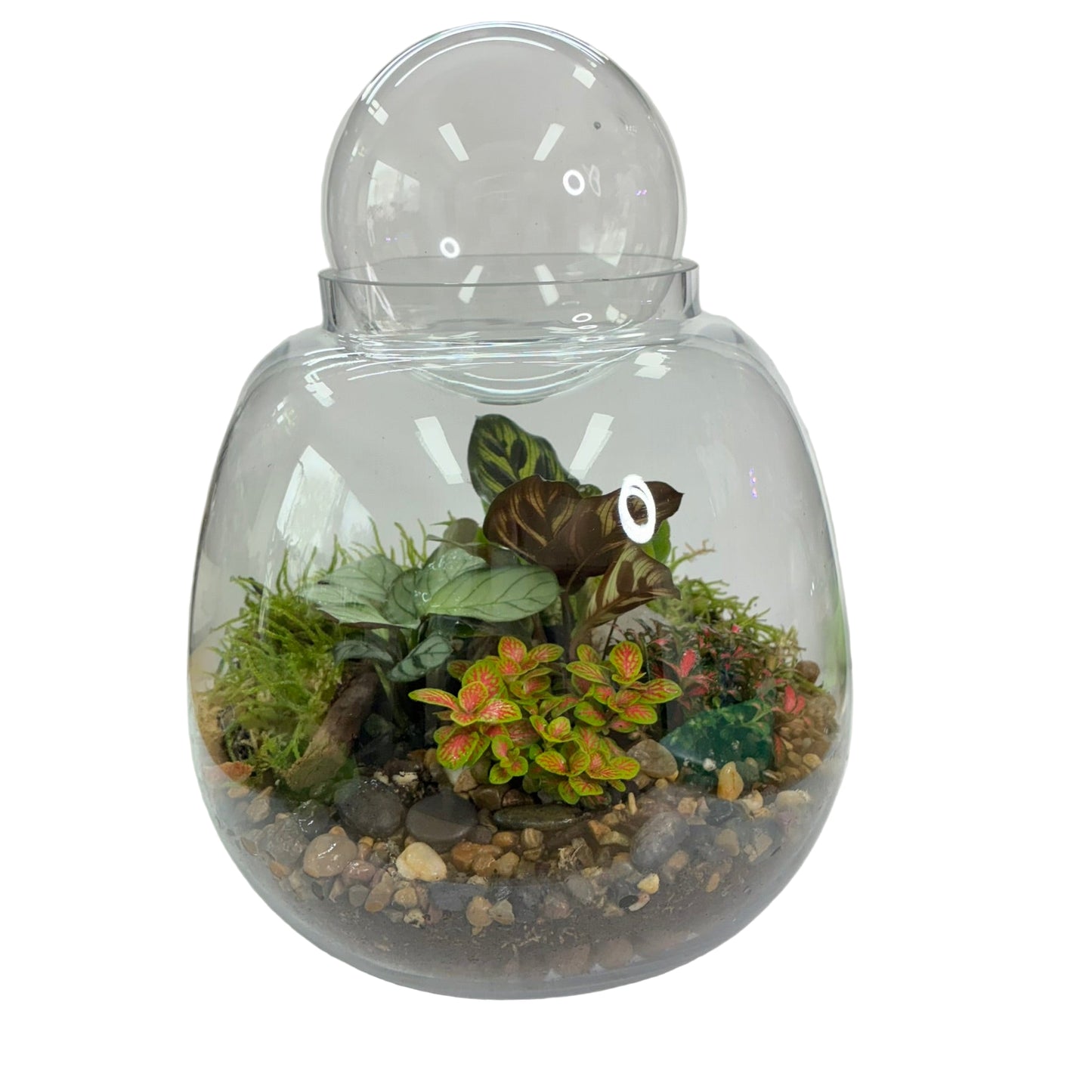 Round Glass Terrarium Bowl with Ball Large