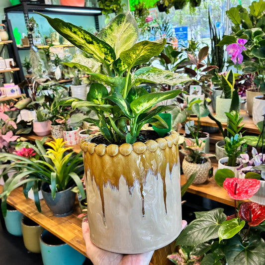 Emerson Ceramic Pot Tan