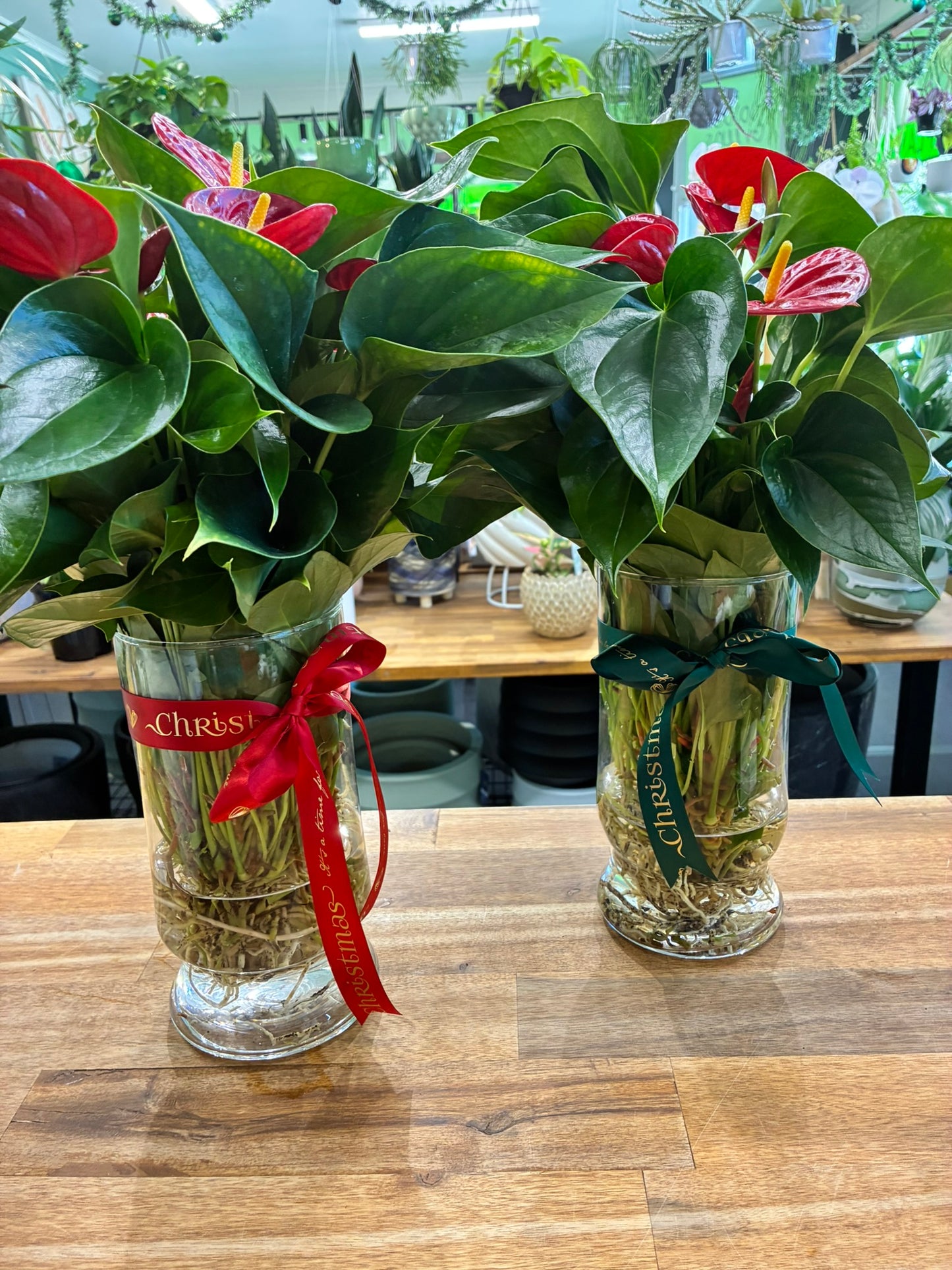 Anthurium in Glass Vase