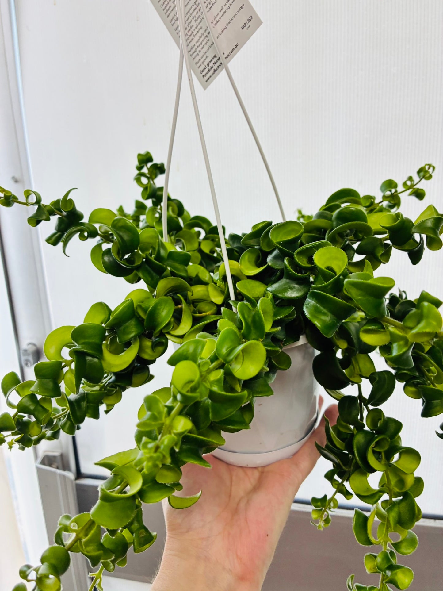 Lipstick Plant Aeschynanthus radicans Basket 13cm