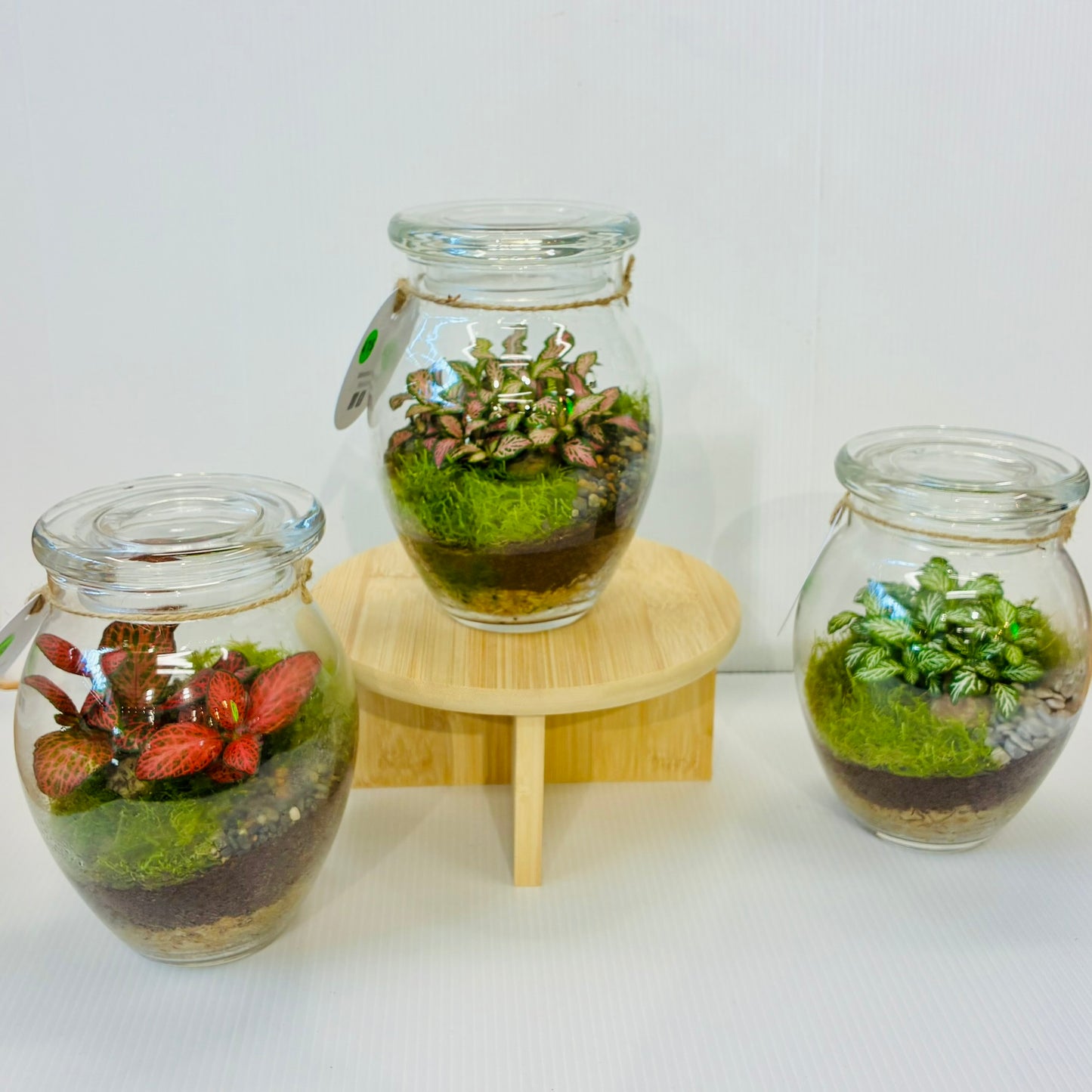 Little Lands - Honey Pot Terrarium