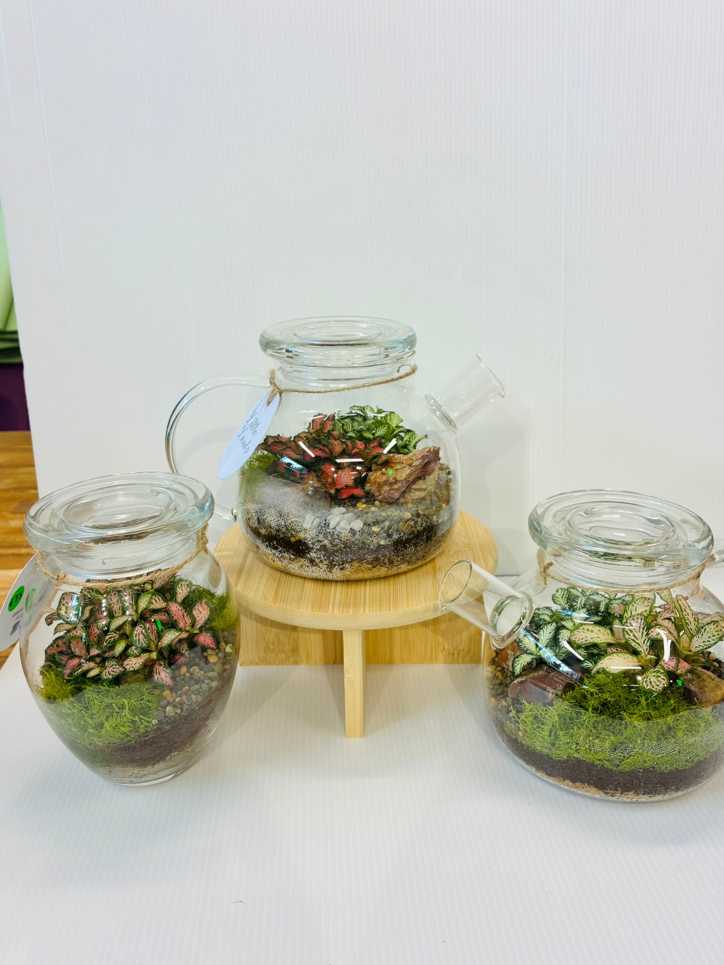 Little Lands - Tea Pot Terrarium