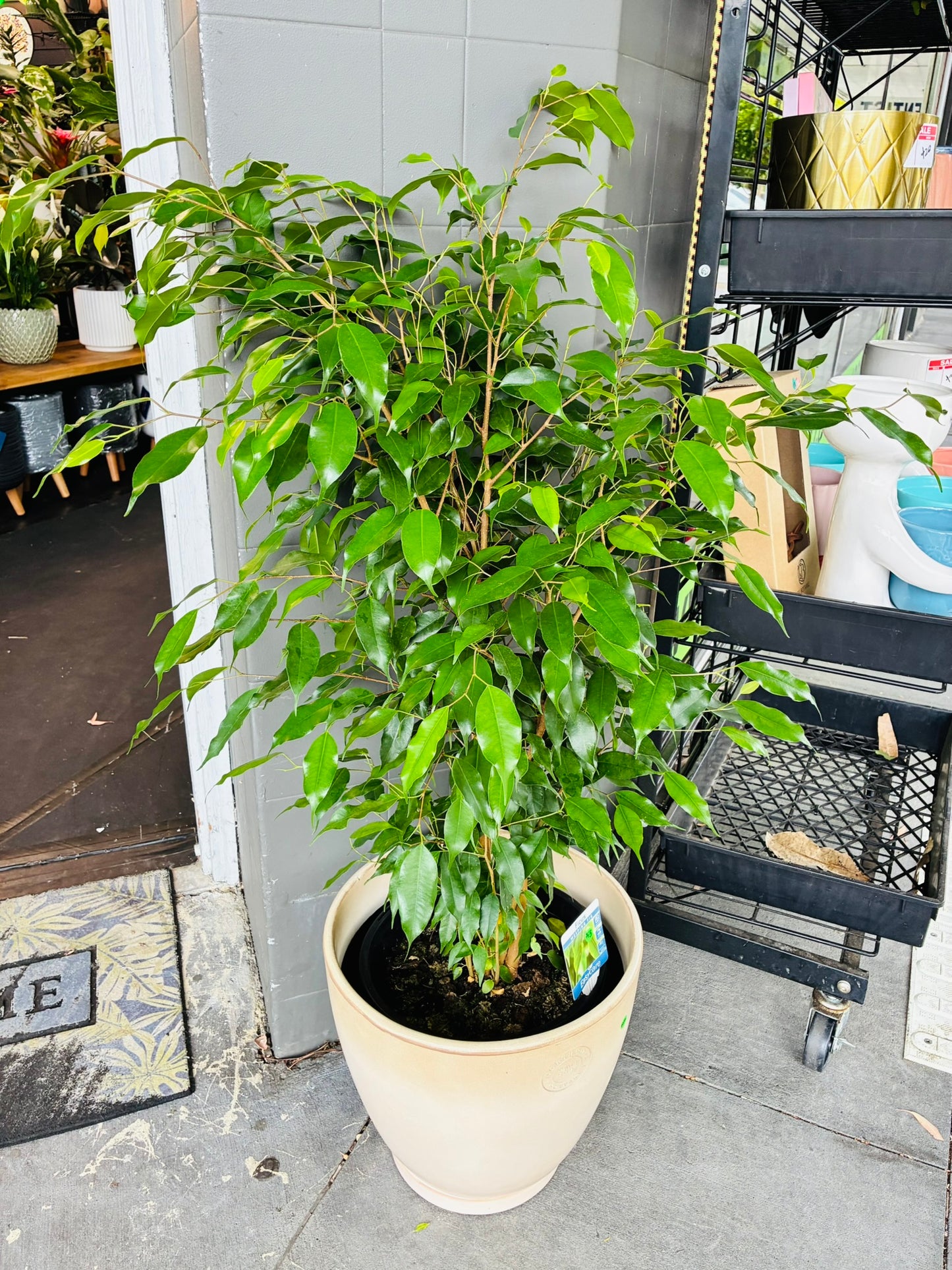 Ficus Benjamina 25cm