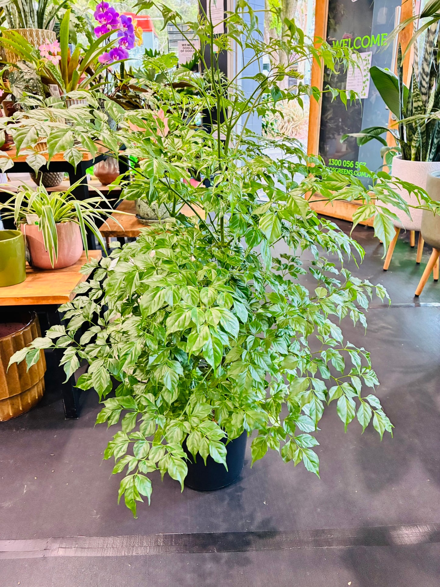 Radermachera Asian Bell 25cm