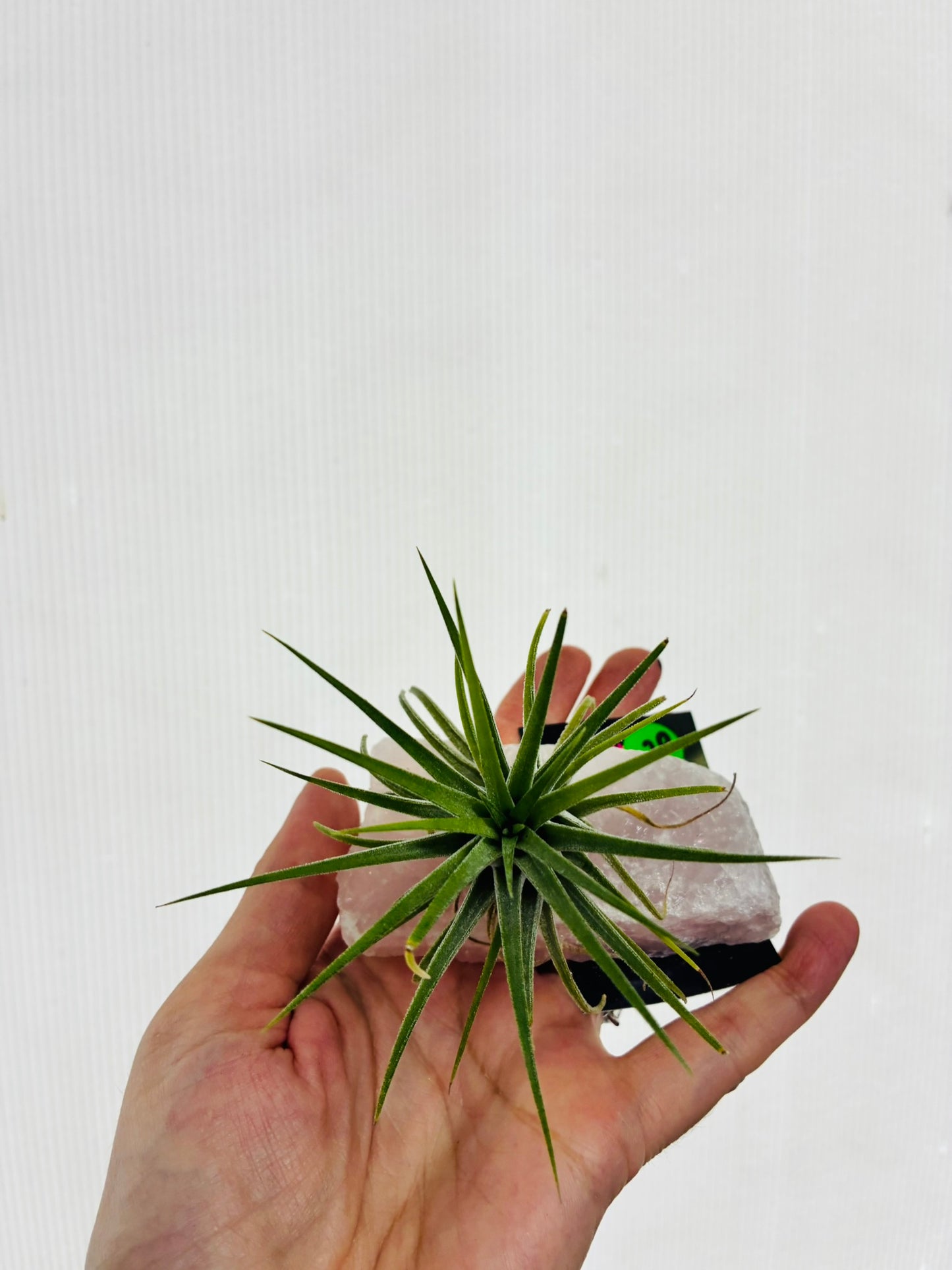 Air Plant on Pink Quartz cystal Small