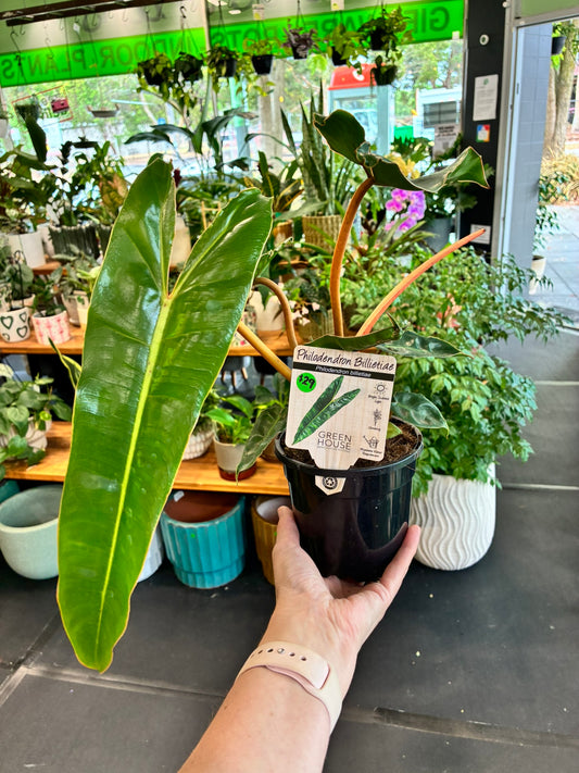 Philodendron Billietiae Emeraldi 130mm