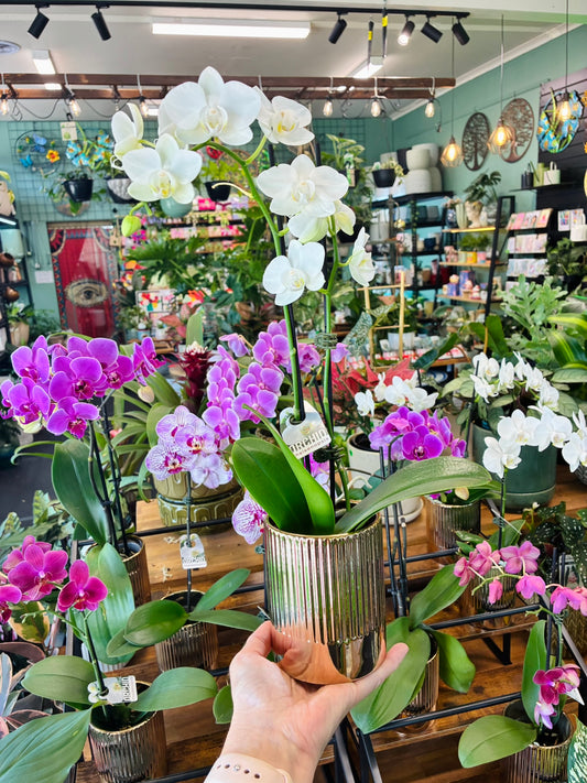 Phalaenopsis Orchid Various Colours with Gold pot