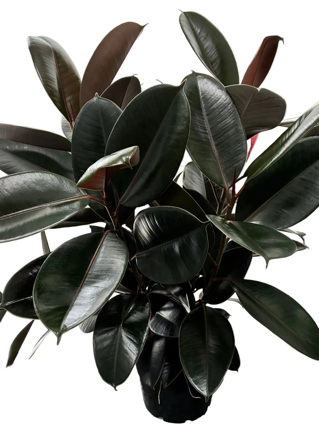 Ficus Elastica Burgundy 250mm