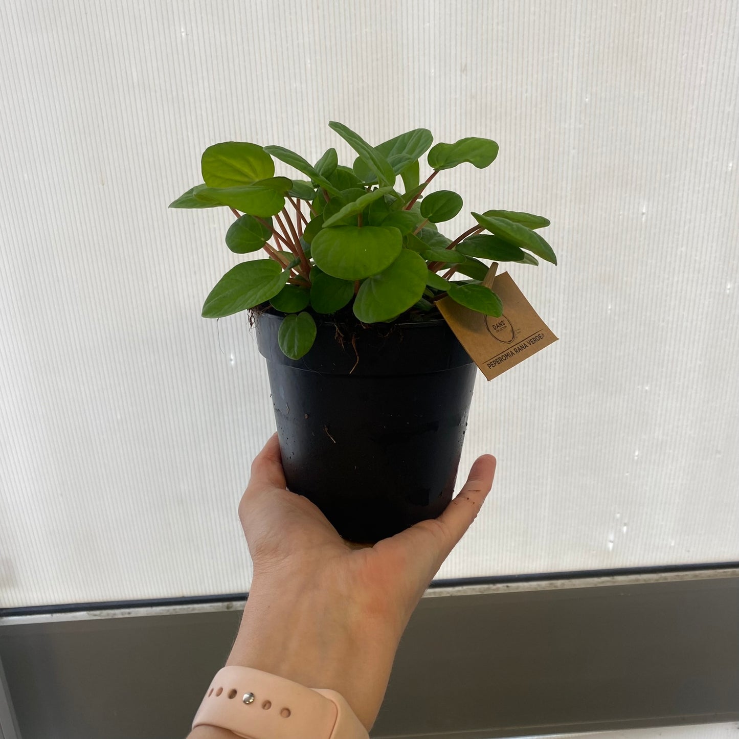 Peperomia Rana Verde 120mm