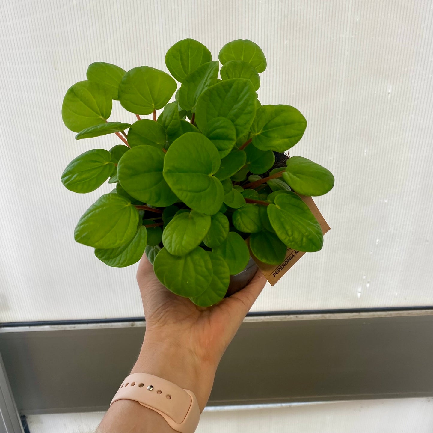 Peperomia Rana Verde 120mm