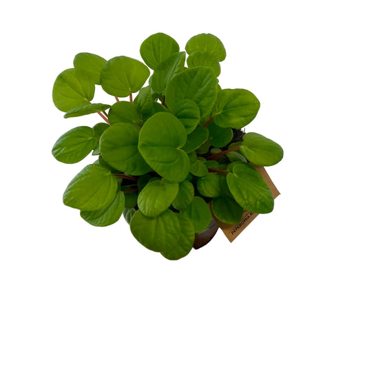 Peperomia Rana Verde 120mm