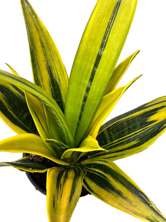 Sansevieria 15cm Golden Flame