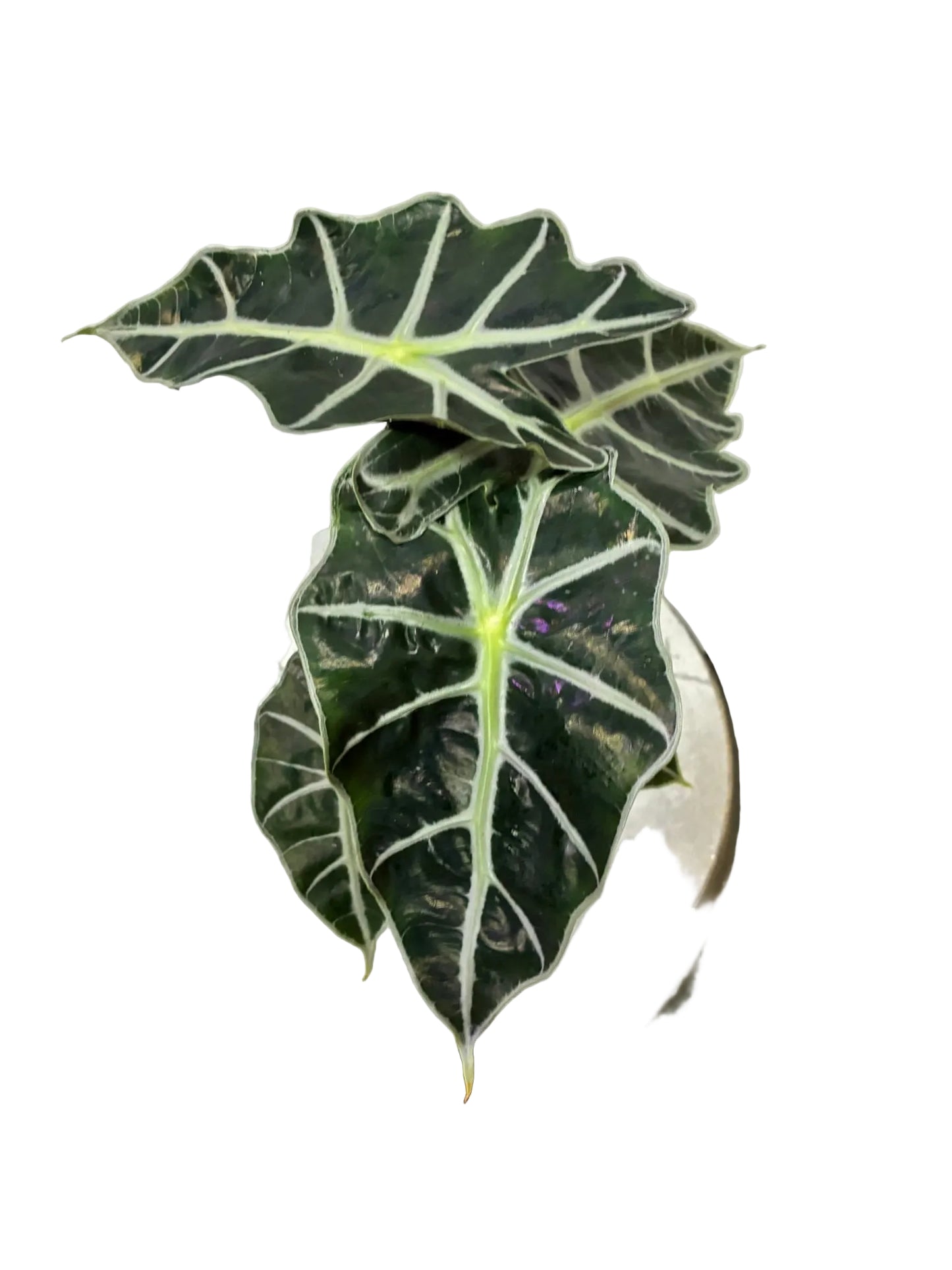 Alocasia Bambino 13cm