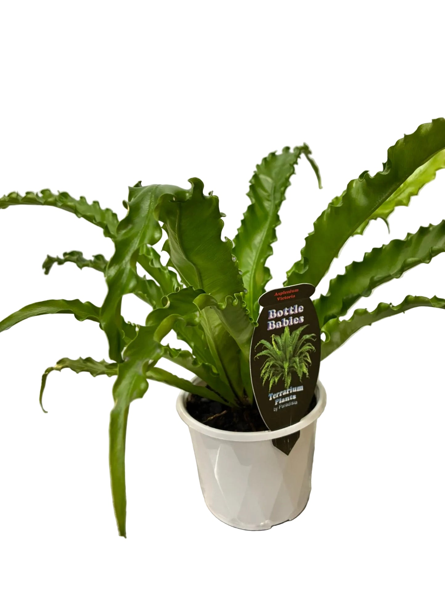 Variety of Ferns 13cm