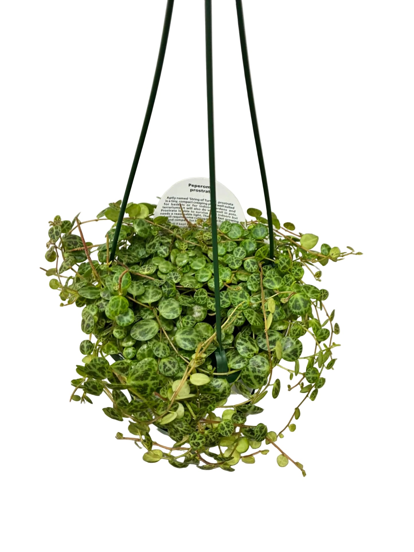 Peperomia Jade Necklace / String of Turtles 130mm