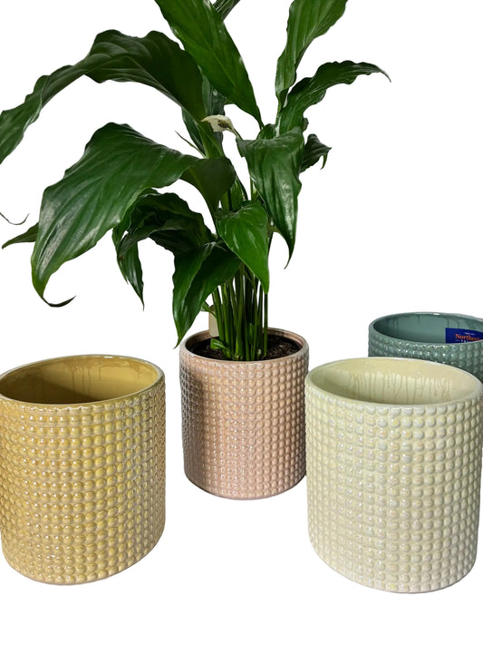 Bella Cylinder Pots - 4 colours