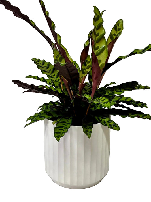 Cedar Cylinder Pot - White