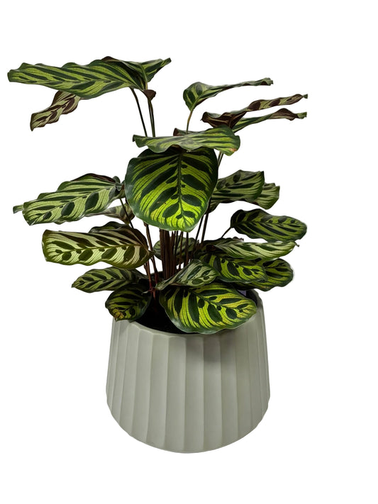 Cove Drum Pot - Sage
