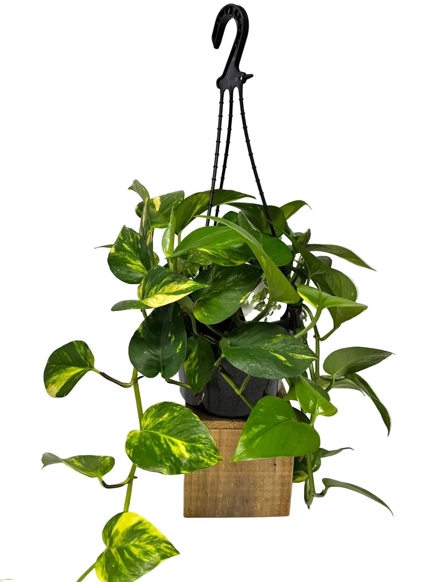 Devils Ivy Hanging 18cm pot