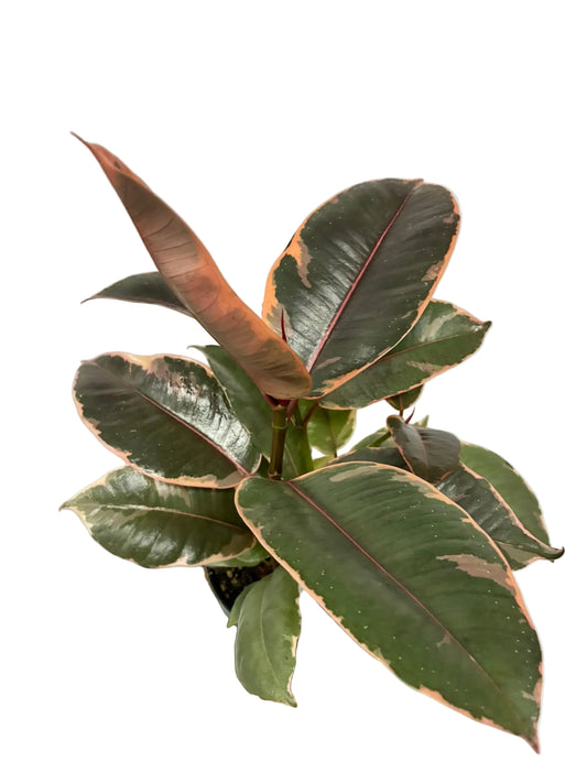 Ficus Elastica Ruby 120mm