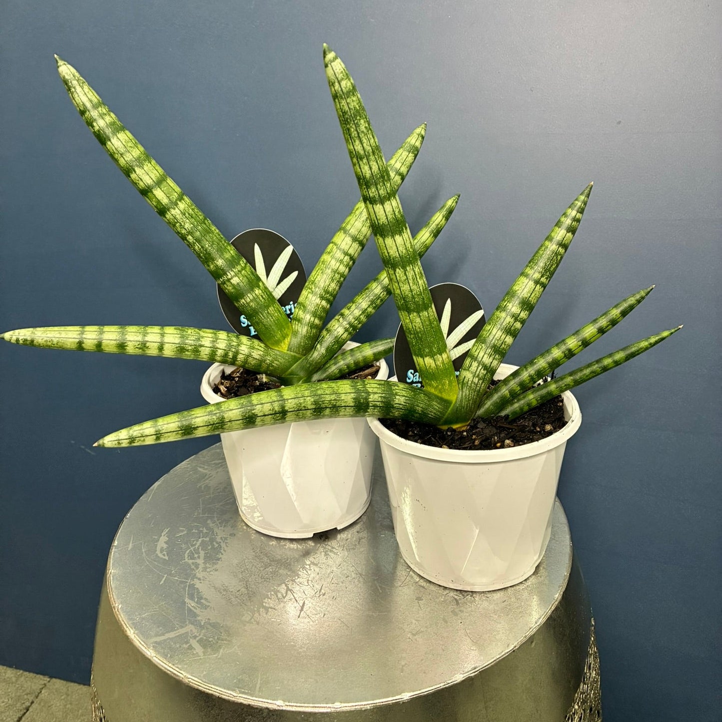 Two potted snake plant (Sansevieria) specimens in white plastic pots, displayed on a round silver metal stool against a dark blue-gray wall.