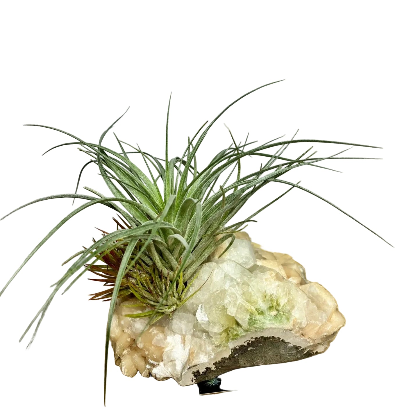 Airplant on crystal