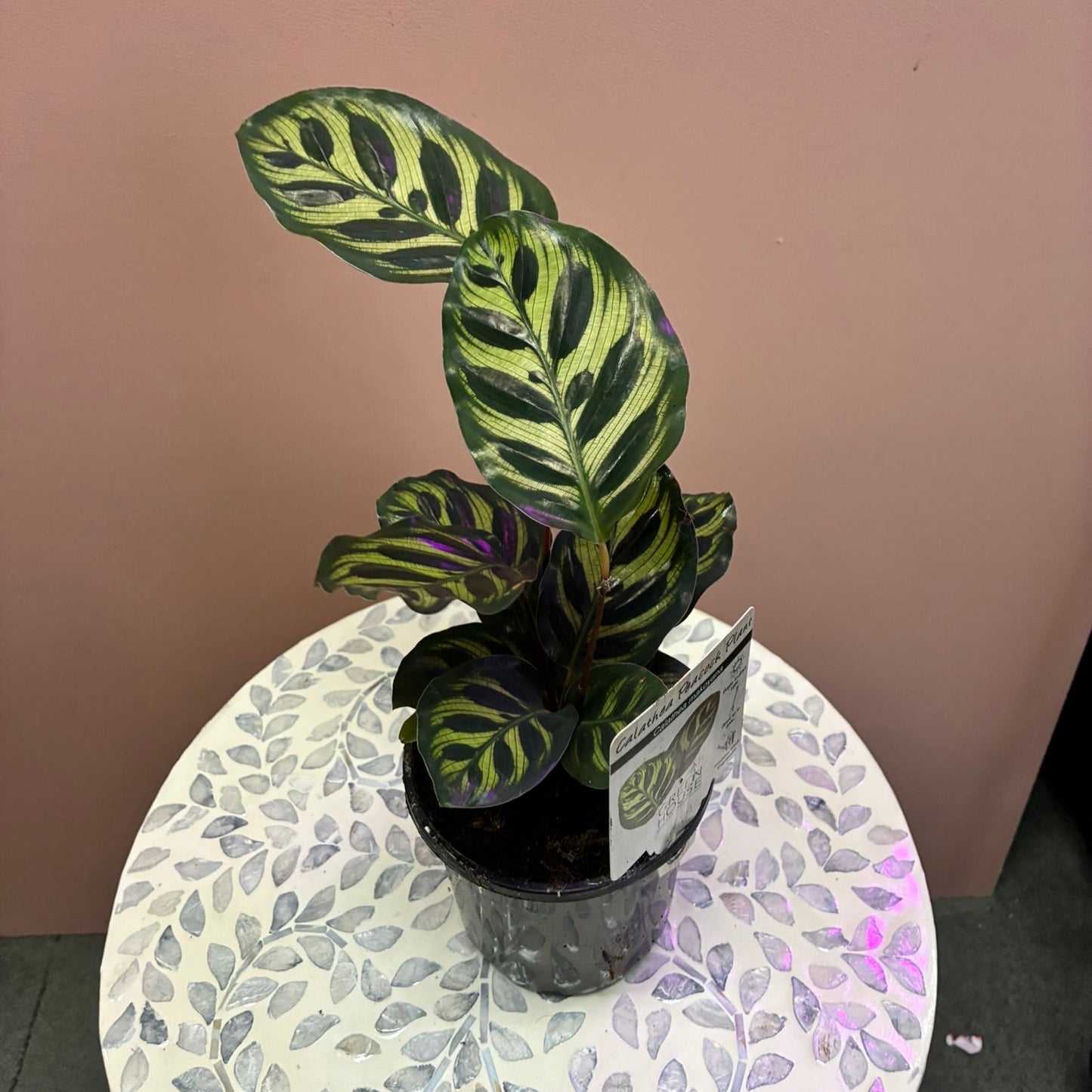 Calathea Makoyana / Peacock 130mm