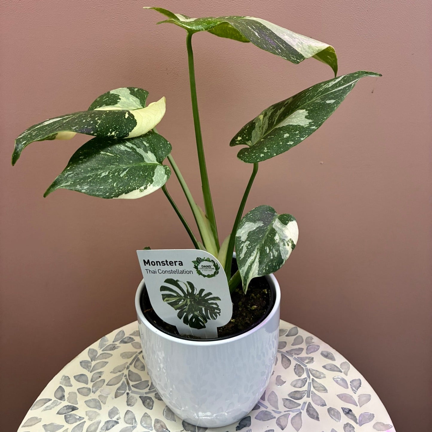 Monstera Thai Constellation 12cm Pot