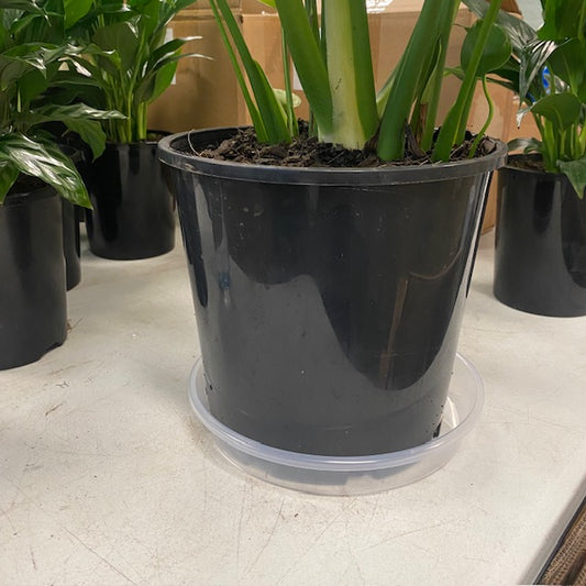 Clear Plastic Saucer 200mm