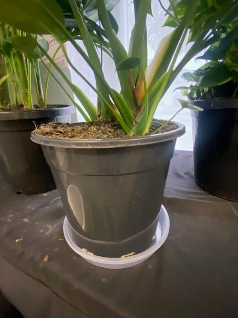 Clear Plastic Saucer 250mm